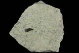 Allosaurus Tooth in Sandstone - Wyoming #113699-2